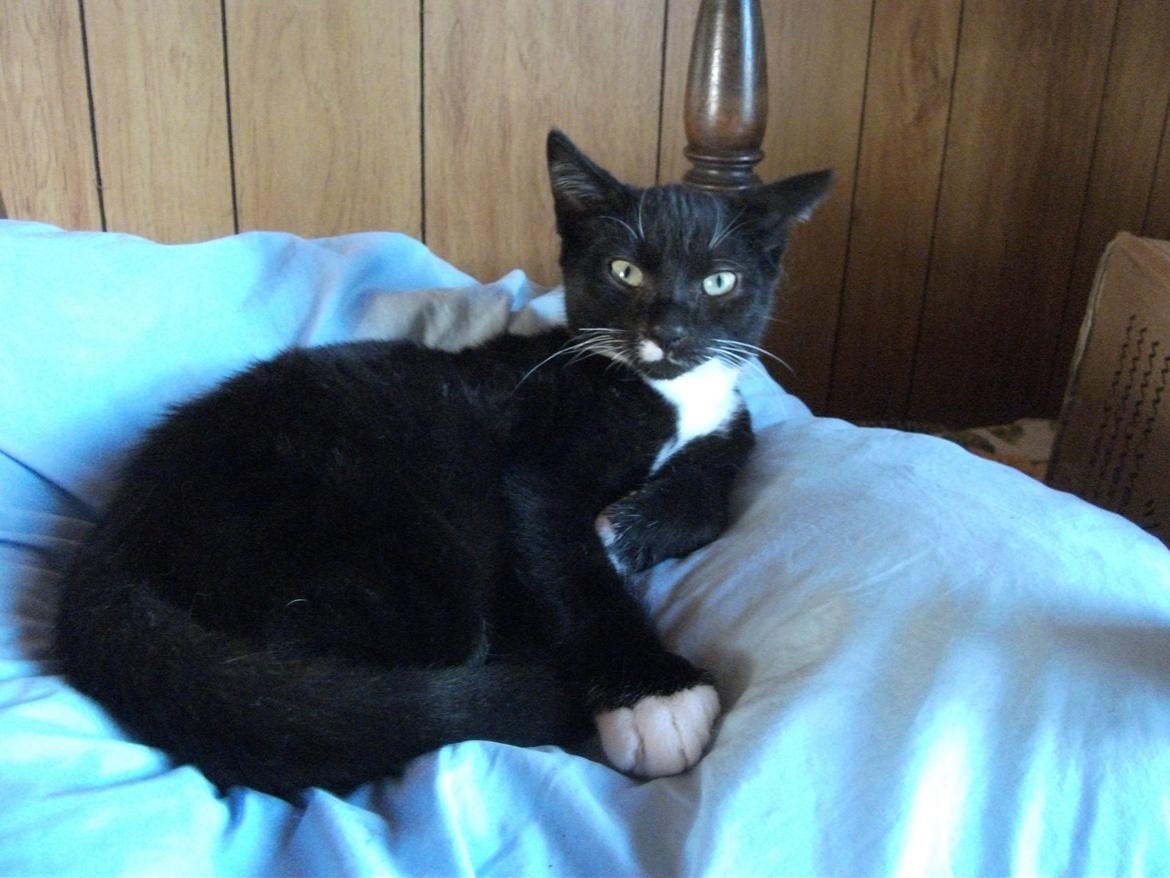 Huskat Lucifer - mmm.. dejlig hovedepude. den bruger jeg lige som seng billede 4