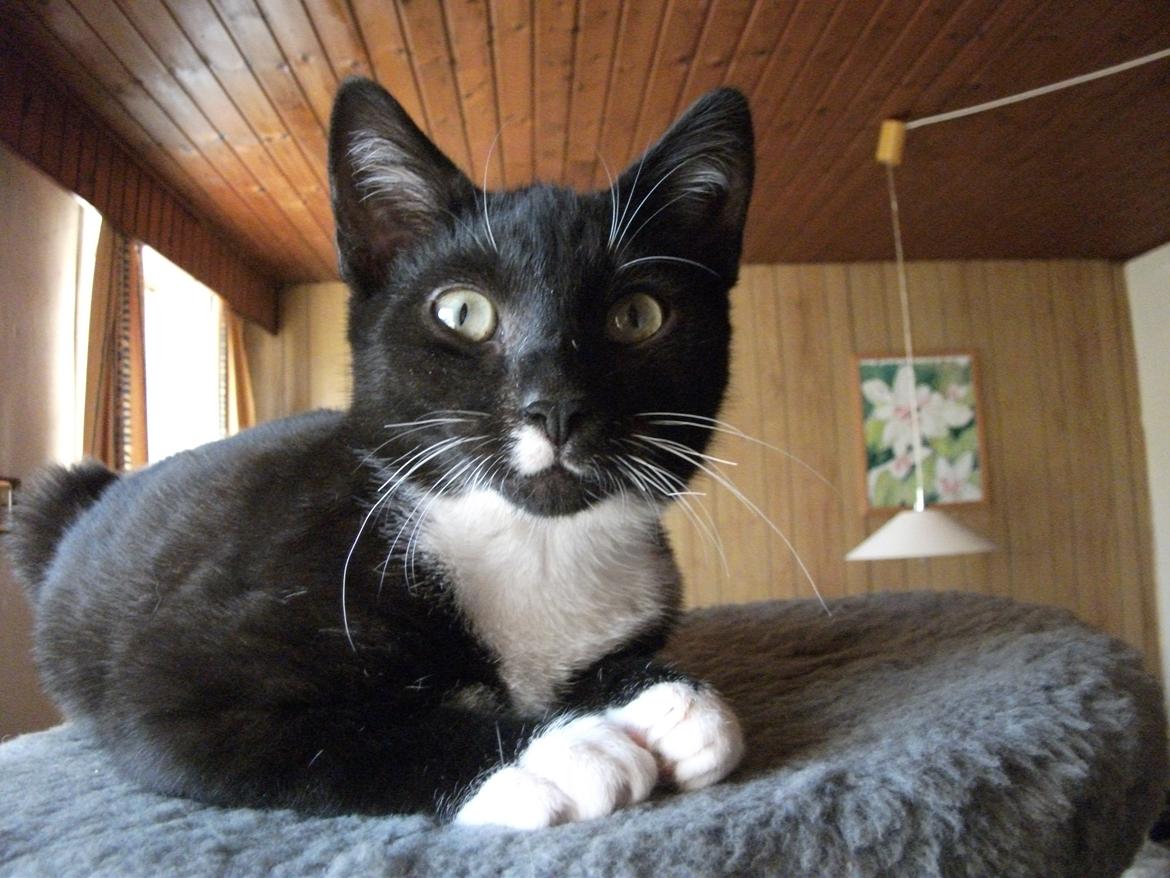 Huskat Lucifer billede 5