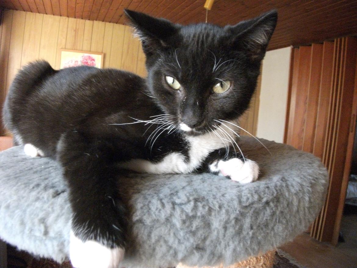 Huskat Lucifer billede 6