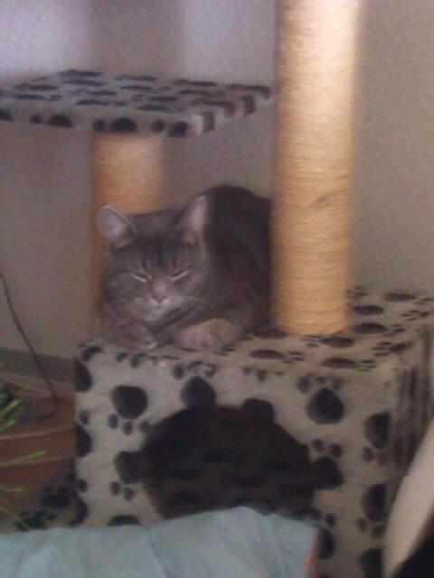 Huskat simba billede 1