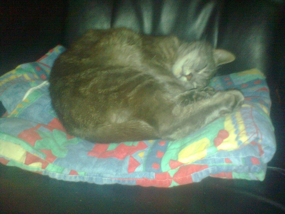 Huskat simba billede 2