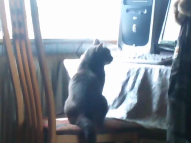 Huskat simba billede 3