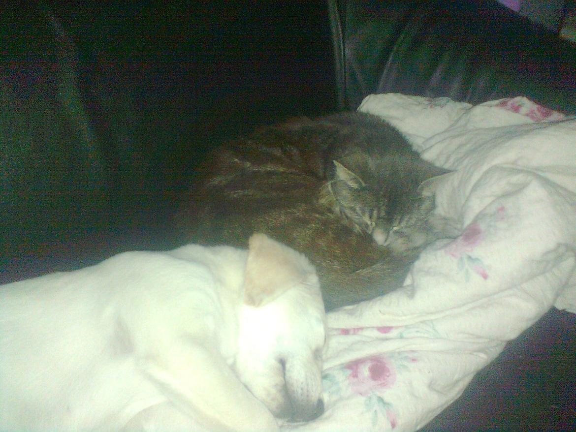 Huskat simba billede 4