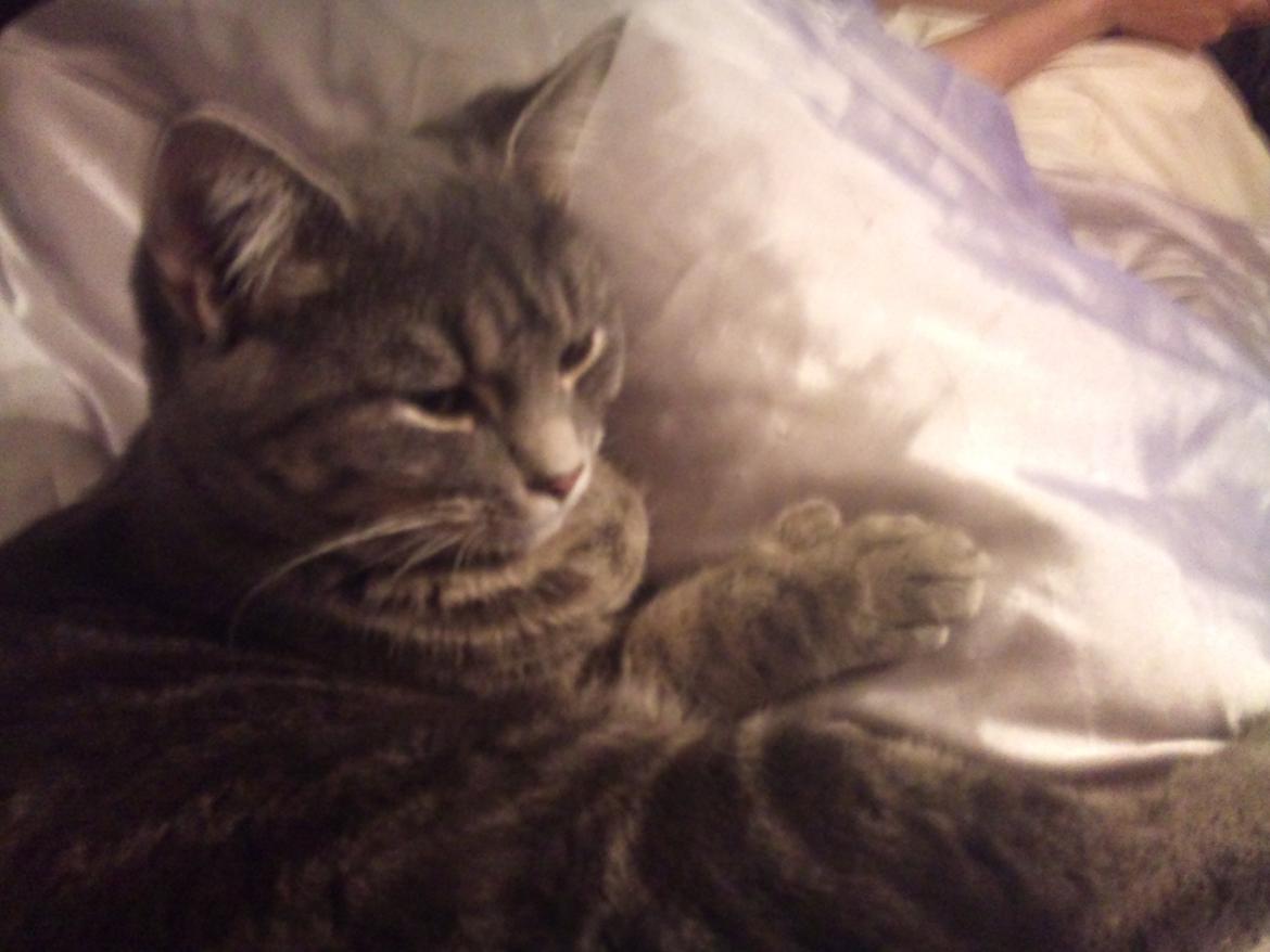 Huskat simba billede 5