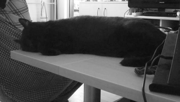 Huskat Felix - Ligger lige og feder den billede 2