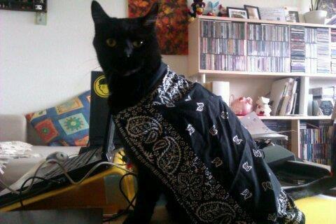 Huskat Felix - Super Felix :) (Kæresten der hyggede sig) billede 1