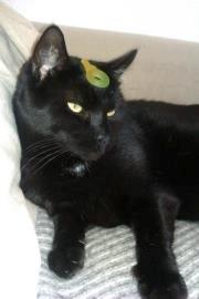 Huskat Felix - (Igen kæresten hyggede sig) billede 3