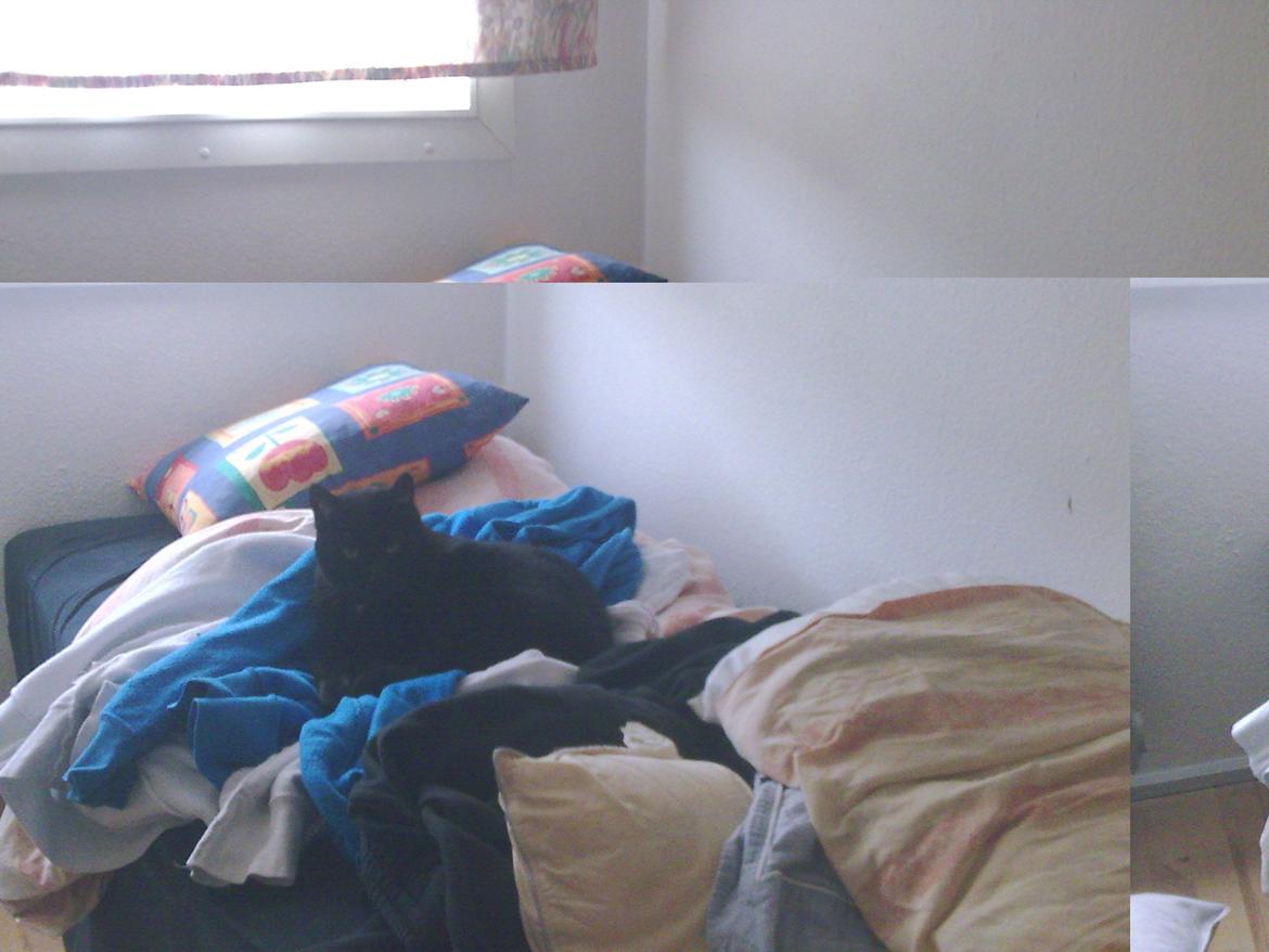 Huskat Felix - Ja man ligger bedst i knægtens tøj :) billede 4