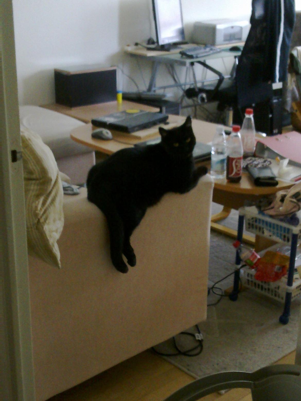 Huskat Felix - Felix hænger ud billede 5