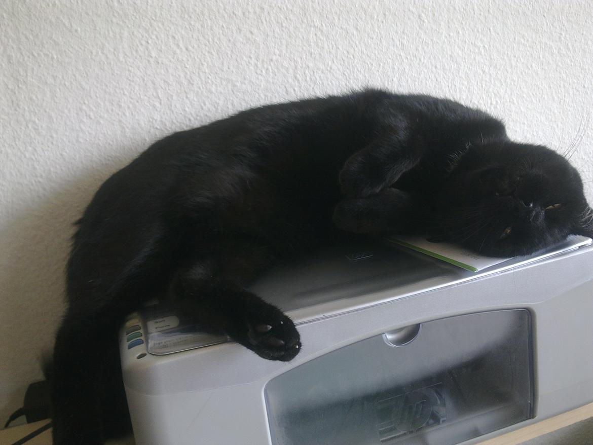Huskat Felix - Ja hvorfor ikke en printer er da også et godt sted at sove billede 6