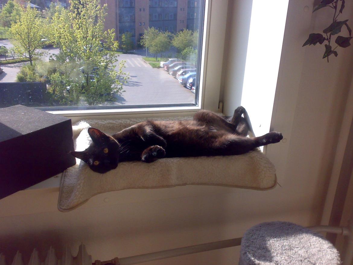 Huskat Felix - Ligger da bare lige og soler mig :) billede 7