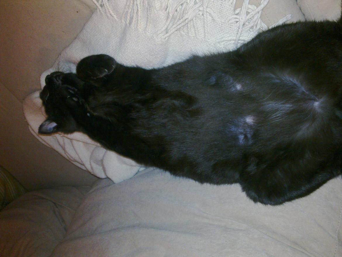 Huskat Felix - Felix´s mave billede 8