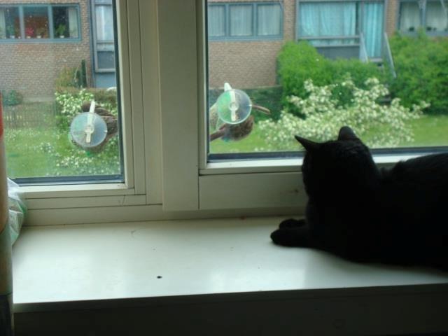 Huskat Nova - Nova kigger lidt på pipperne billede 3