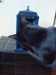 Huskat Nova - Nova prøver at komme ind i min Tardis(Et stykke legetøj) billede 4