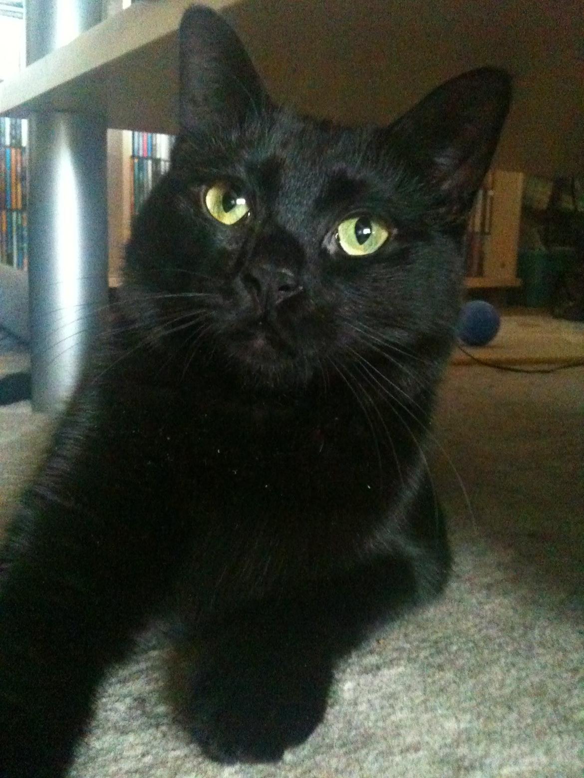 Huskat Nova - Lækker Nova billede 2