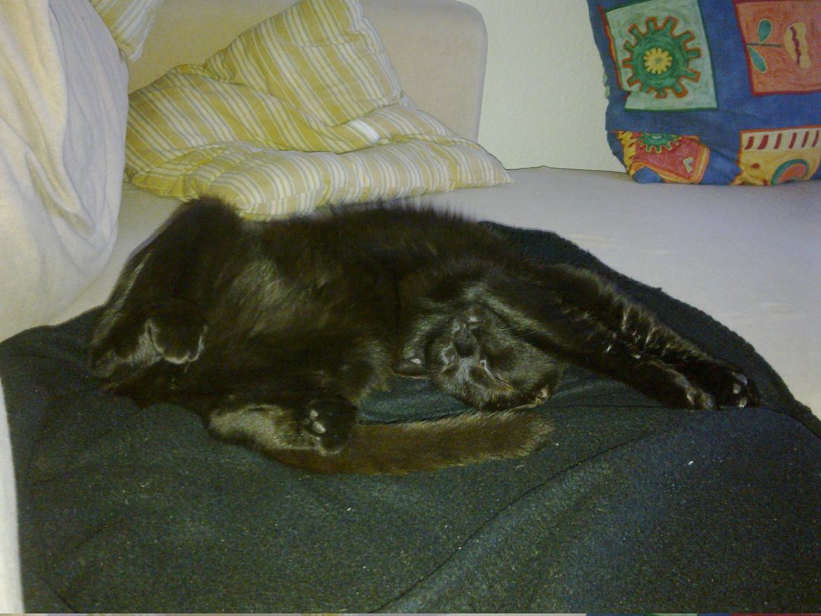 Huskat Nova billede 5