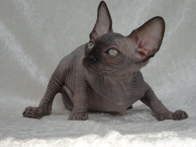 Sphynx Siff billede 13