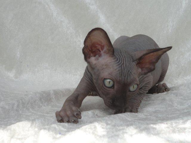 Sphynx Siff billede 14