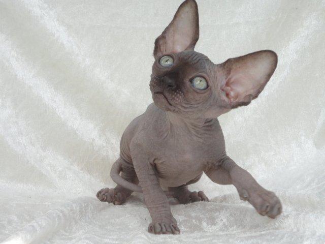 Sphynx Siff billede 15