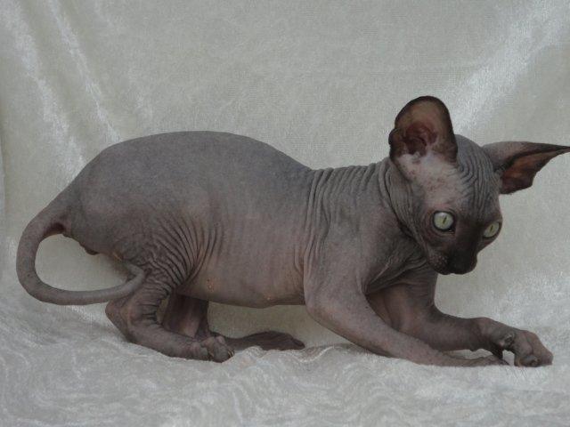Sphynx Siff billede 16