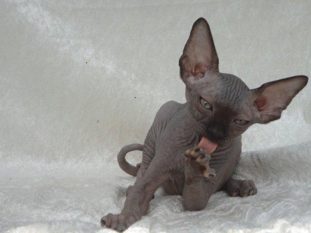 Sphynx Siff billede 17