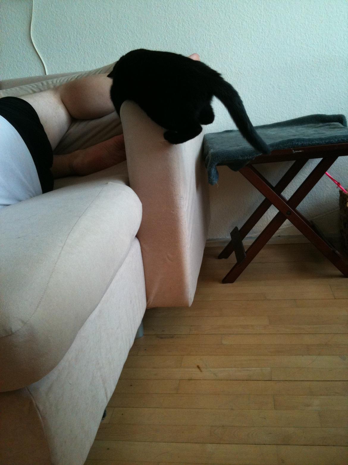 Huskat Nova - Nova banker sofaen billede 7