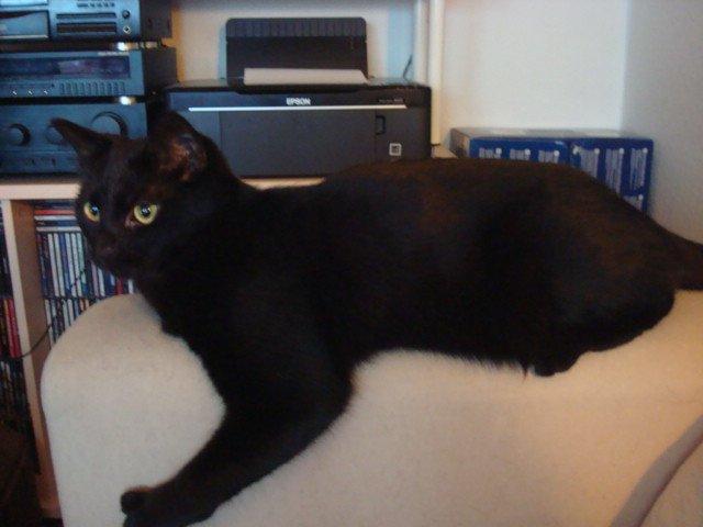 Huskat Nova billede 8