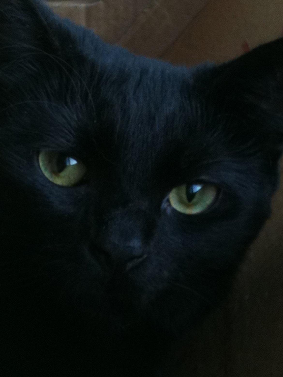 Huskat Nova - Smukke Nova billede 1