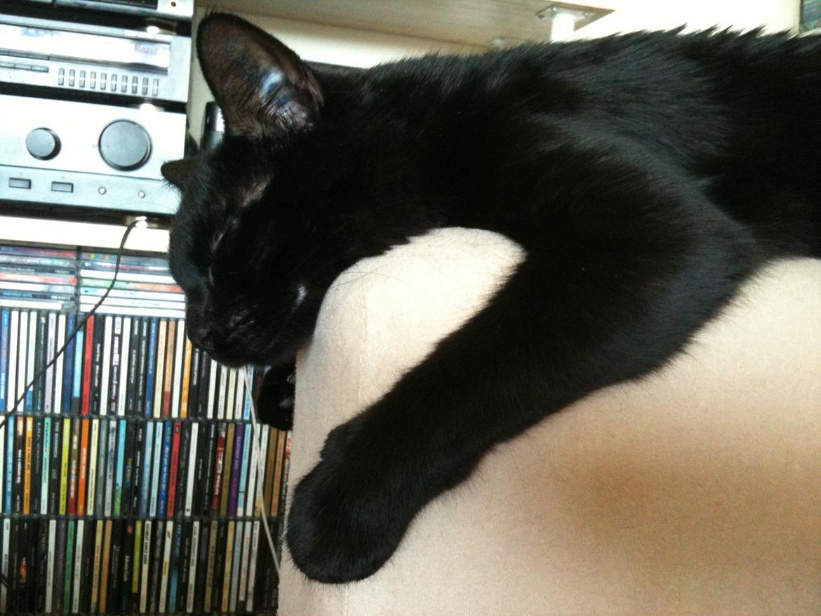 Huskat Nova - Nova som er lidt træt billede 9