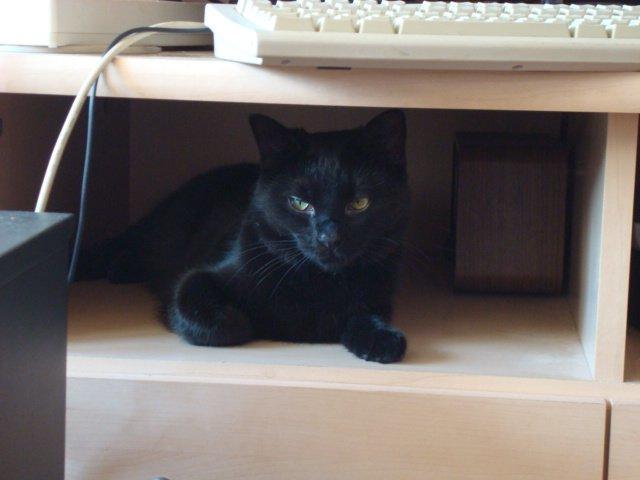 Huskat Nova billede 10