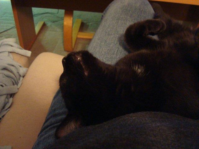 Huskat Felix - Felix smiler :) billede 9