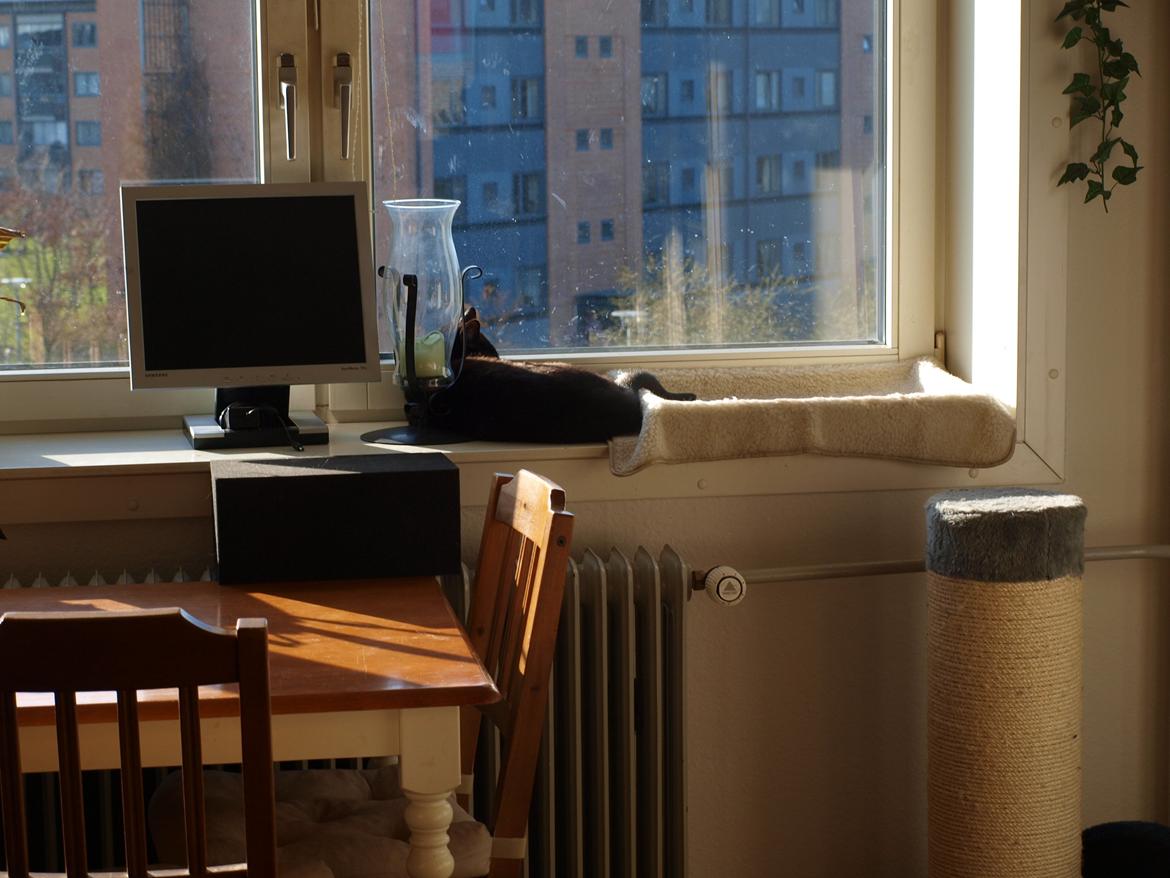 Huskat Felix - Her er da masser af plads:) billede 10