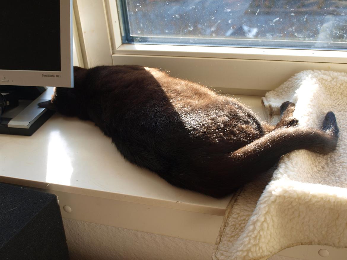 Huskat Felix - SOL:D billede 11