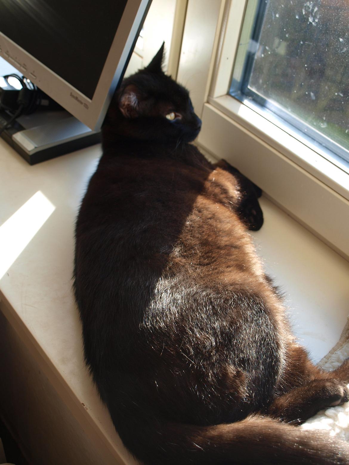 Huskat Felix - Min fede mave;-) billede 12