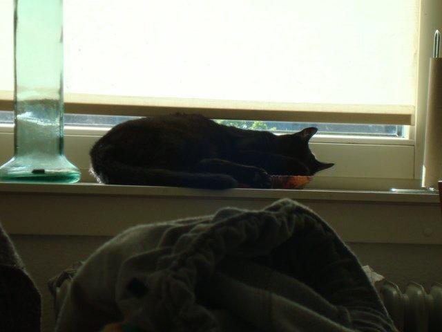 Huskat Felix - Felix som har af alle plads valgt at ligge sig på en bakke billede 13