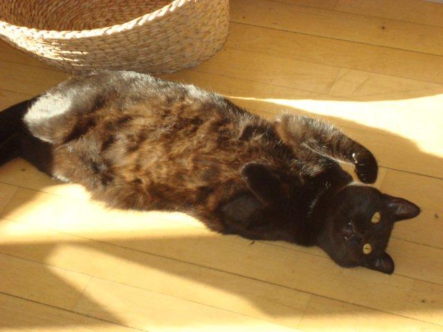 Huskat Felix - Ja jeg er så lækker ;) billede 14