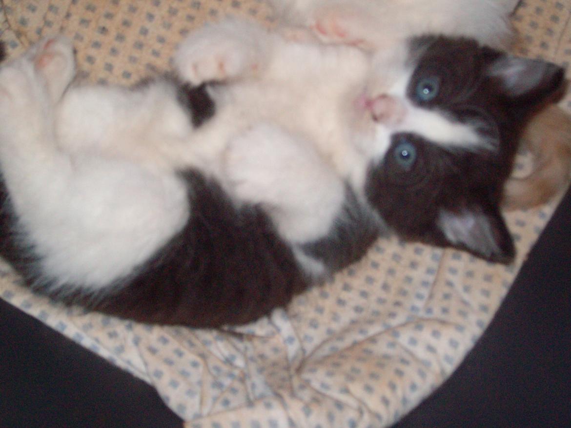 Huskat Benjamin billede 5