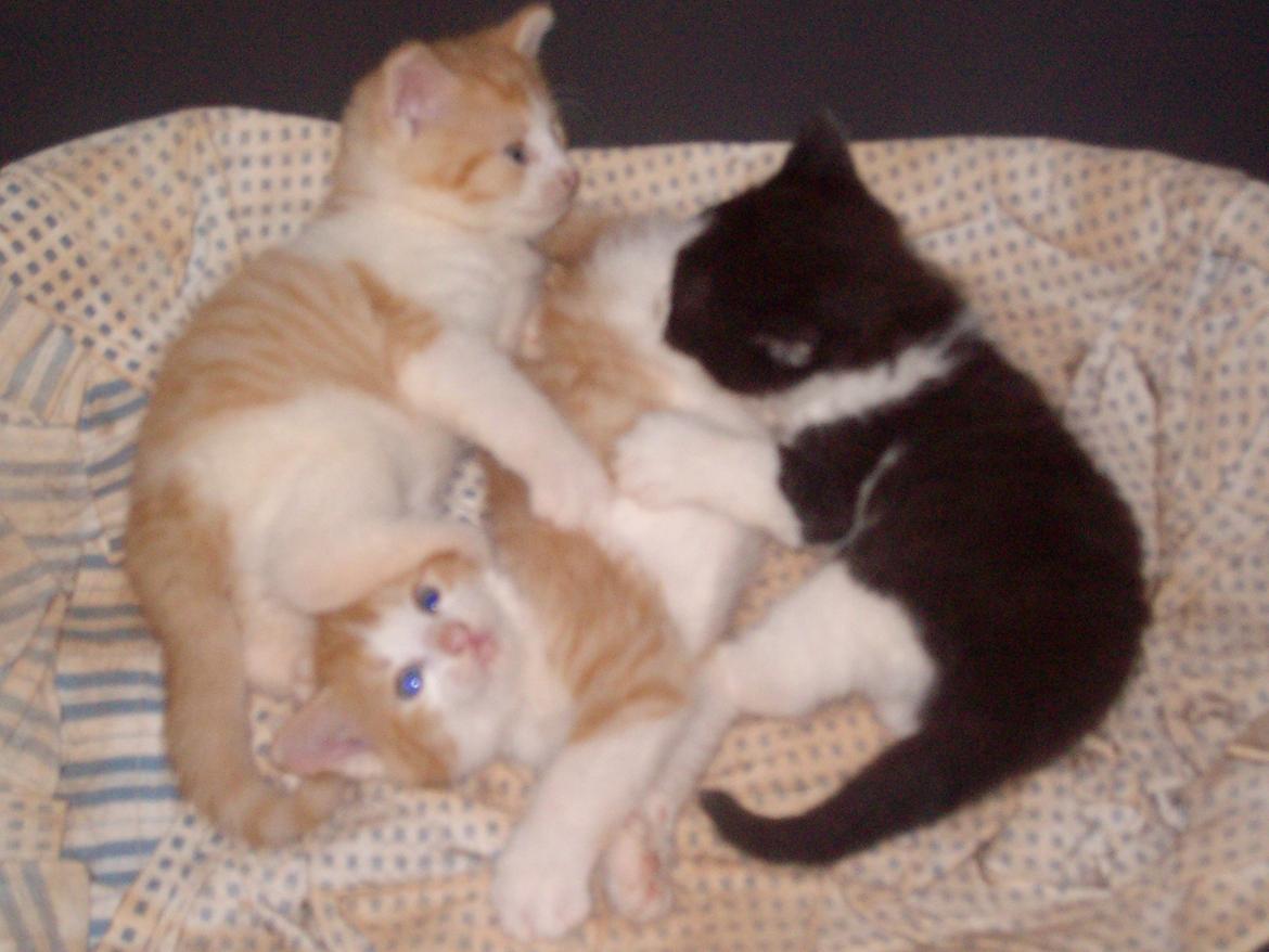 Huskat Benjamin billede 6