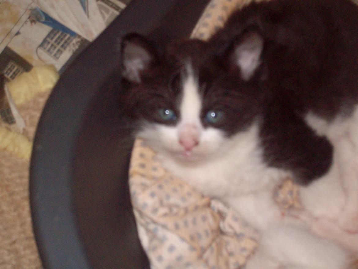 Huskat Benjamin billede 7