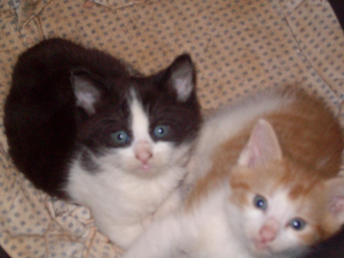 Huskat Benjamin billede 8