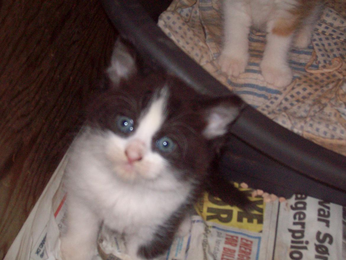 Huskat Benjamin billede 9