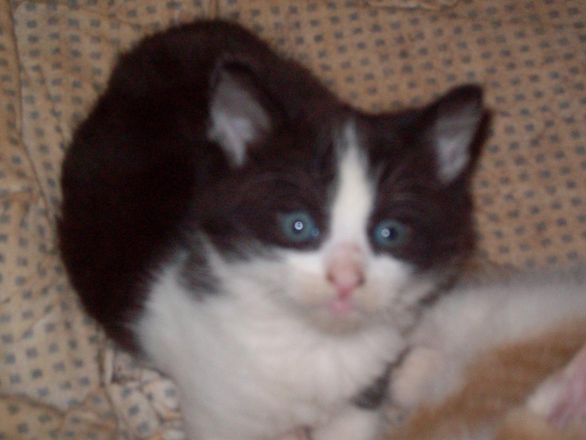 Huskat Benjamin billede 10