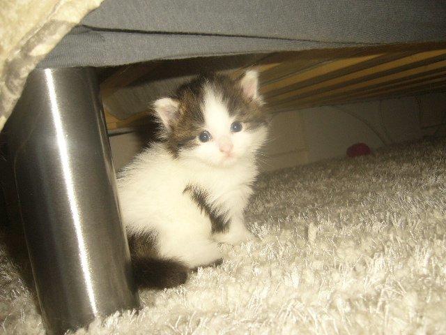 Maine Coon Tais billede 14