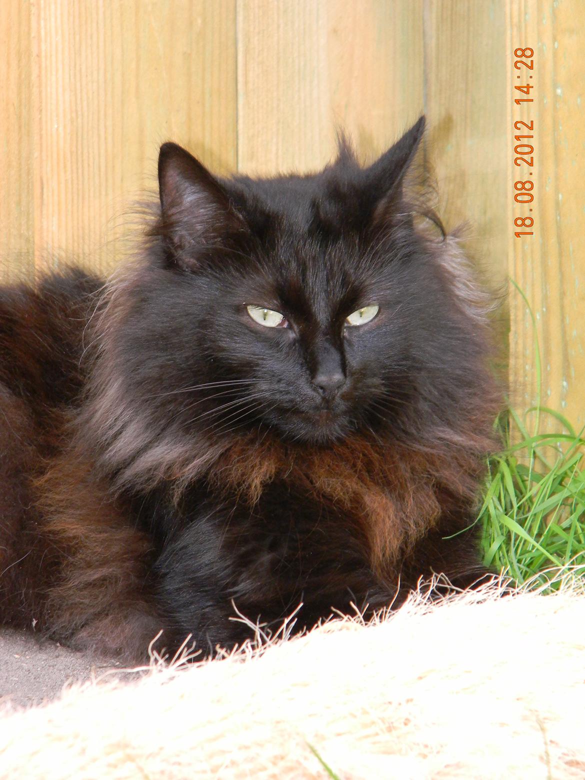 Norsk Skovkat CH DK Nobel-dream´s A Jump billede 18