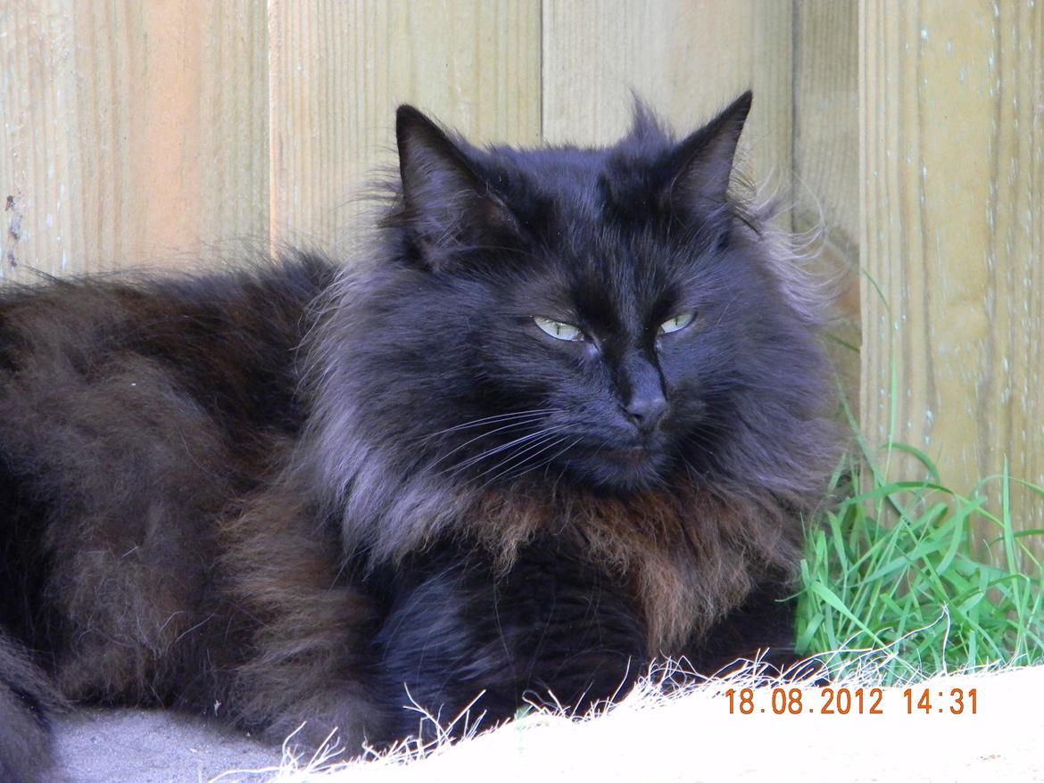 Norsk Skovkat CH DK Nobel-dream´s A Jump billede 17