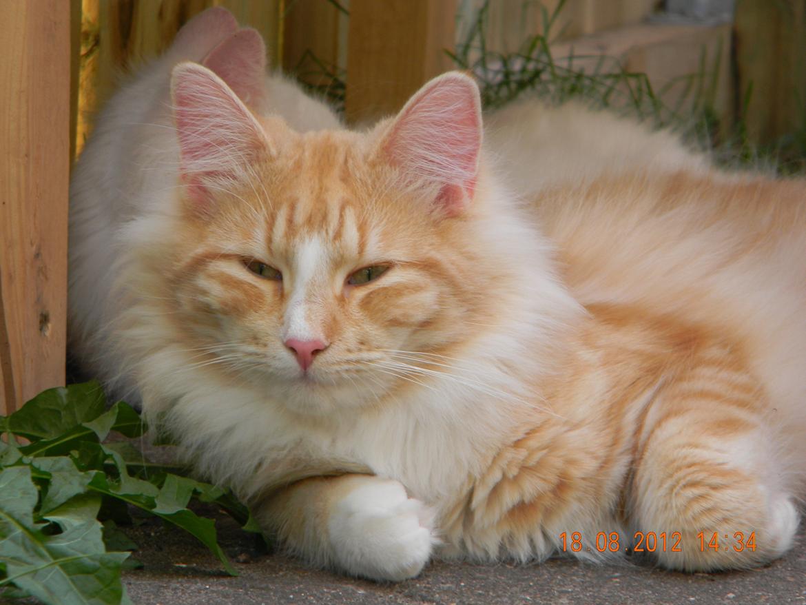 Norsk Skovkat CH Prinz Tjorven of Stellenbosch*D billede 24