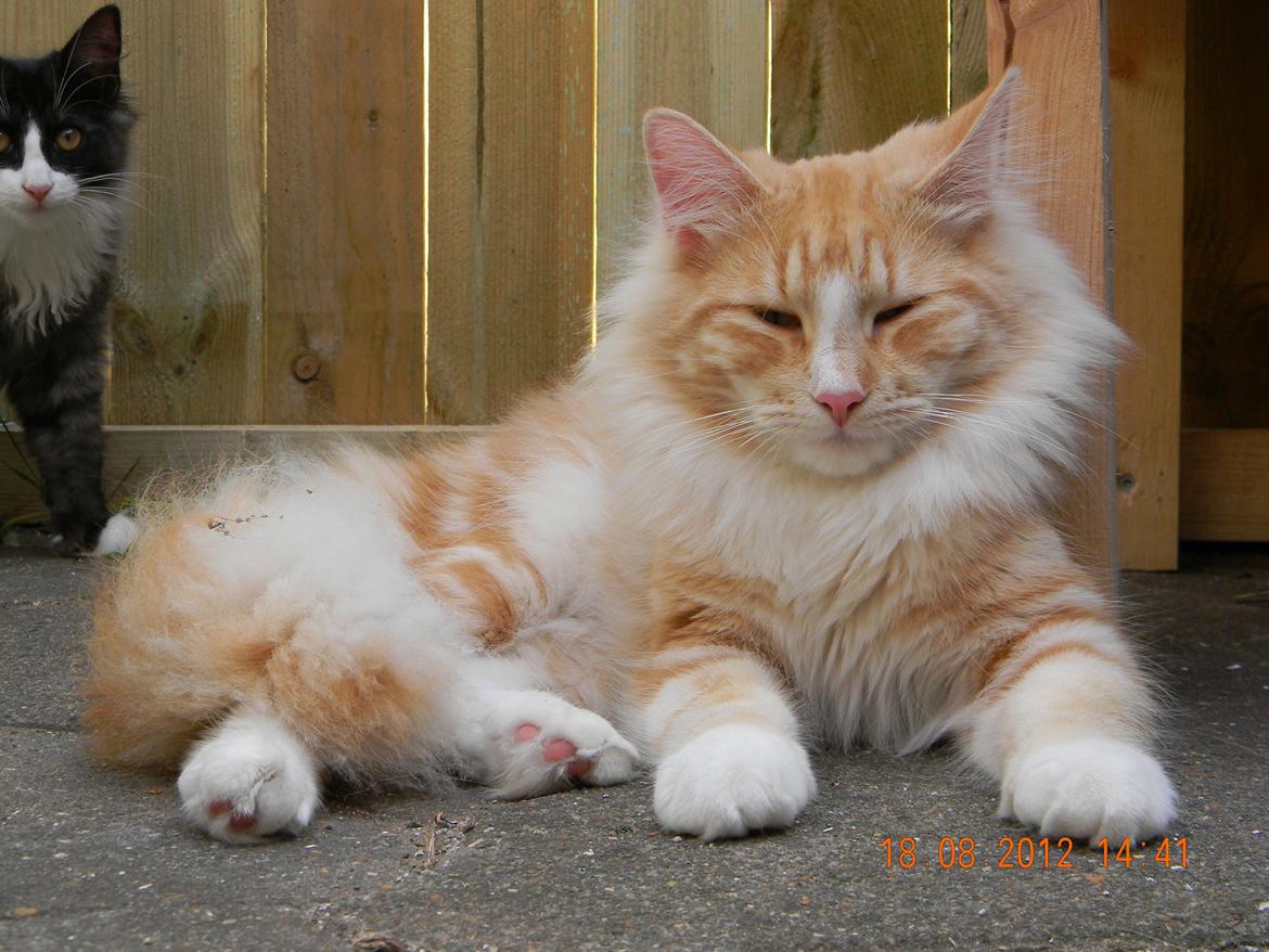 Norsk Skovkat CH Prinz Tjorven of Stellenbosch*D billede 25