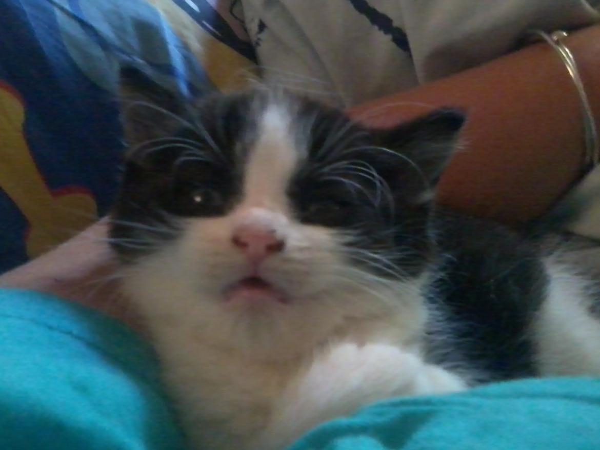 Huskat Benjamin billede 4