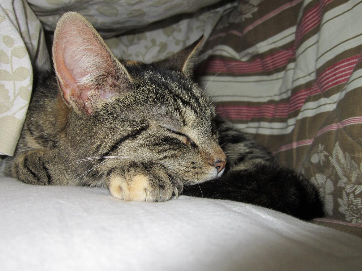 Huskat Ester - velkommen:) Her er Ester som ligger under et tæppe og sover:D <3 billede 1