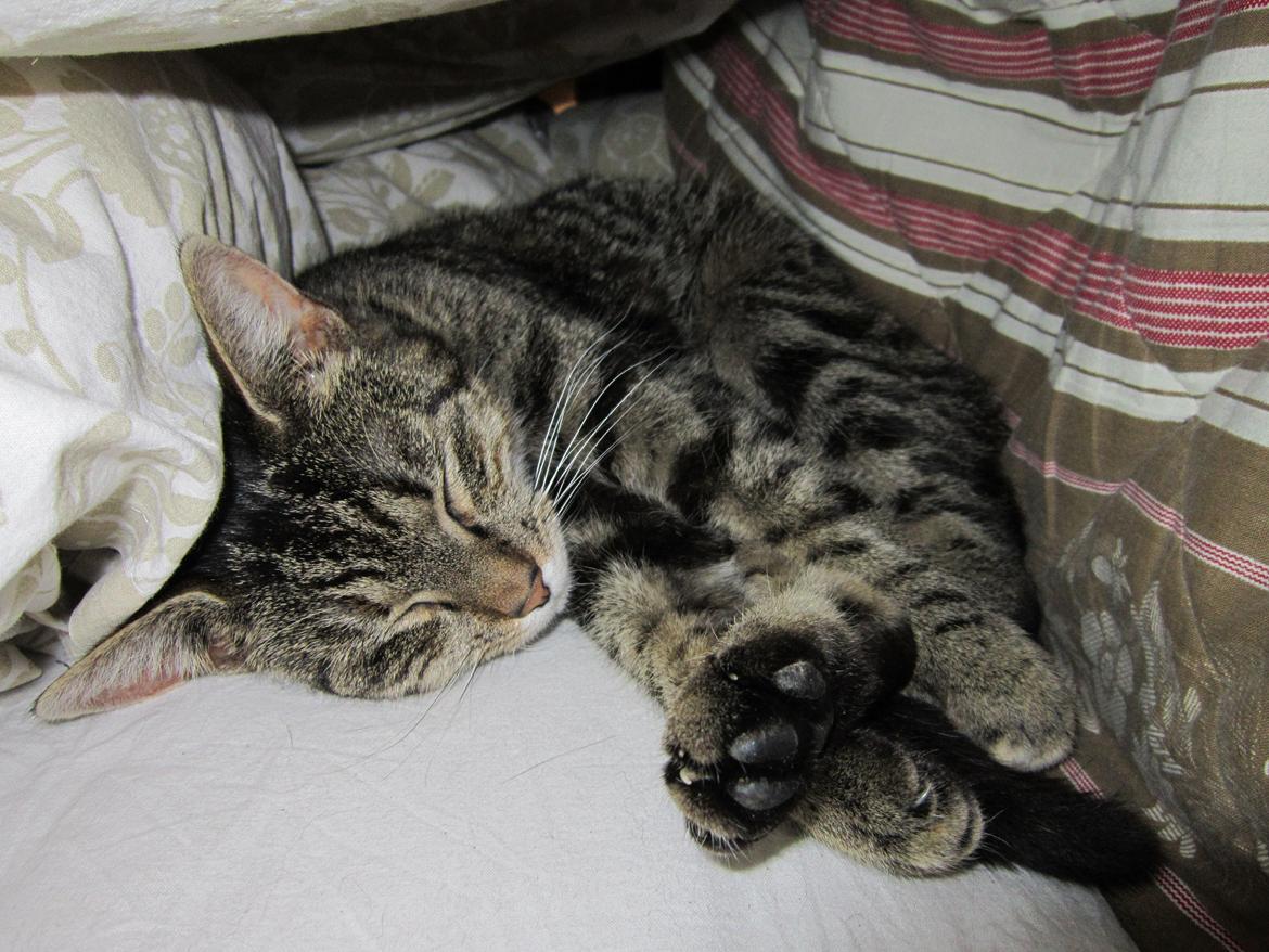 Huskat Ester billede 4